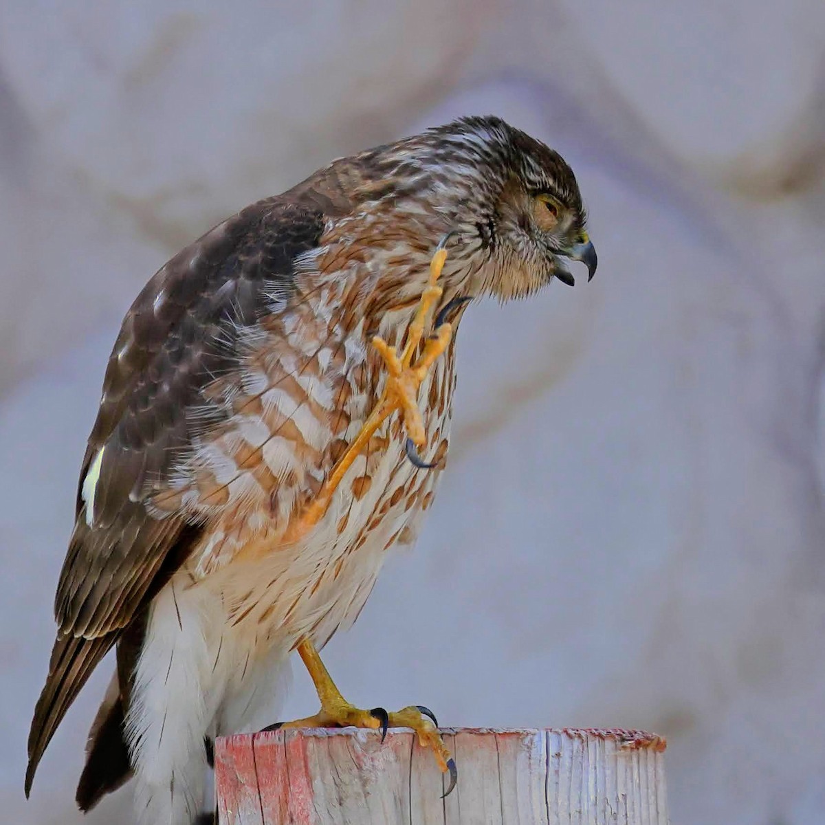 Sharp-shinned Hawk - ML434587801