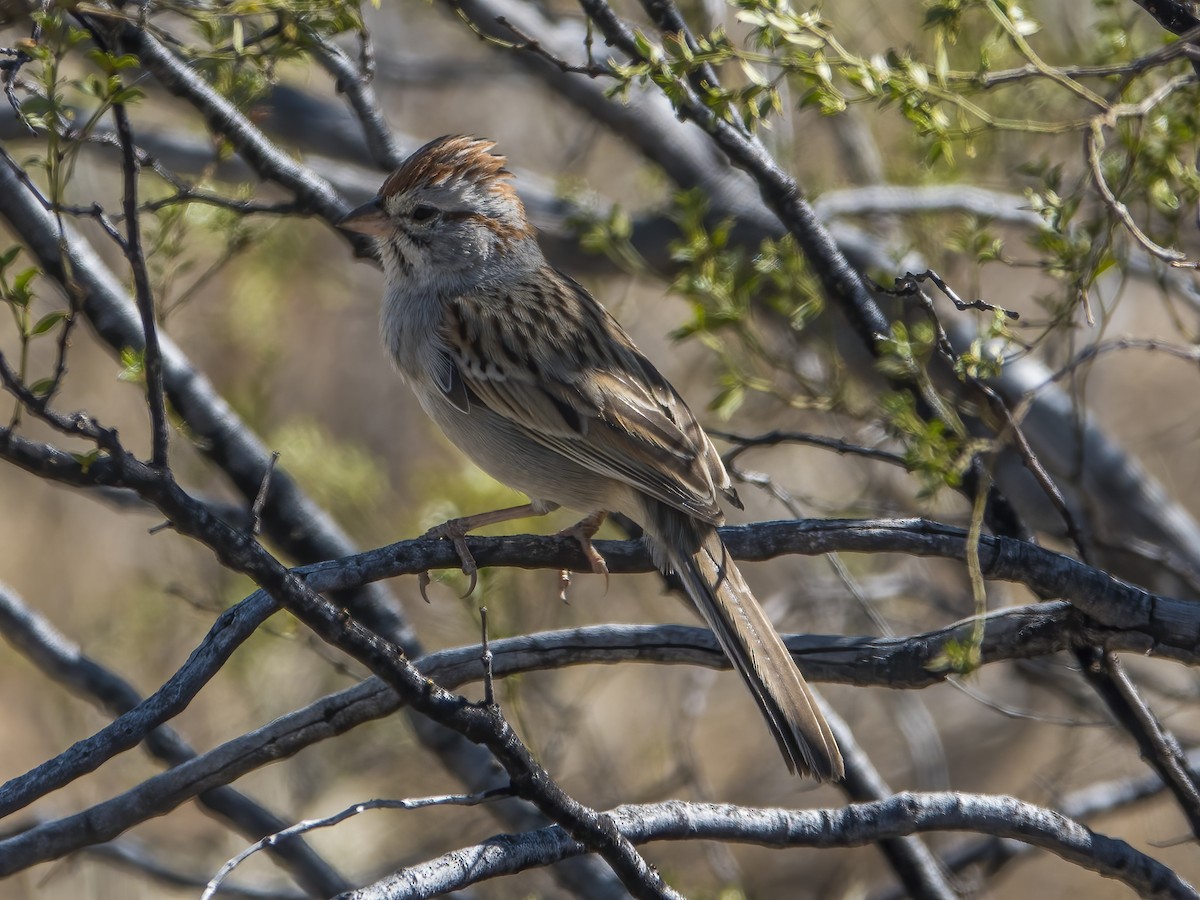 Rufous-winged Sparrow - ML434588841