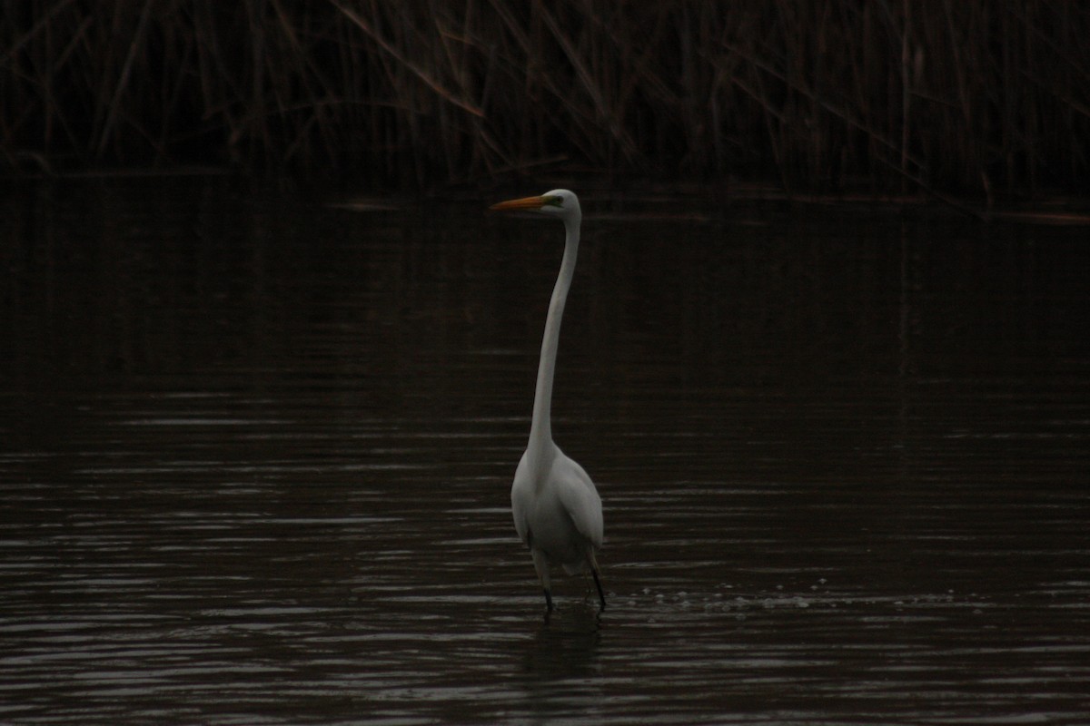 Great Egret - ML434589181