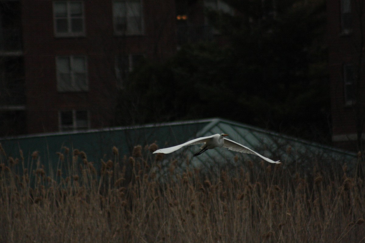 Great Egret - ML434589191