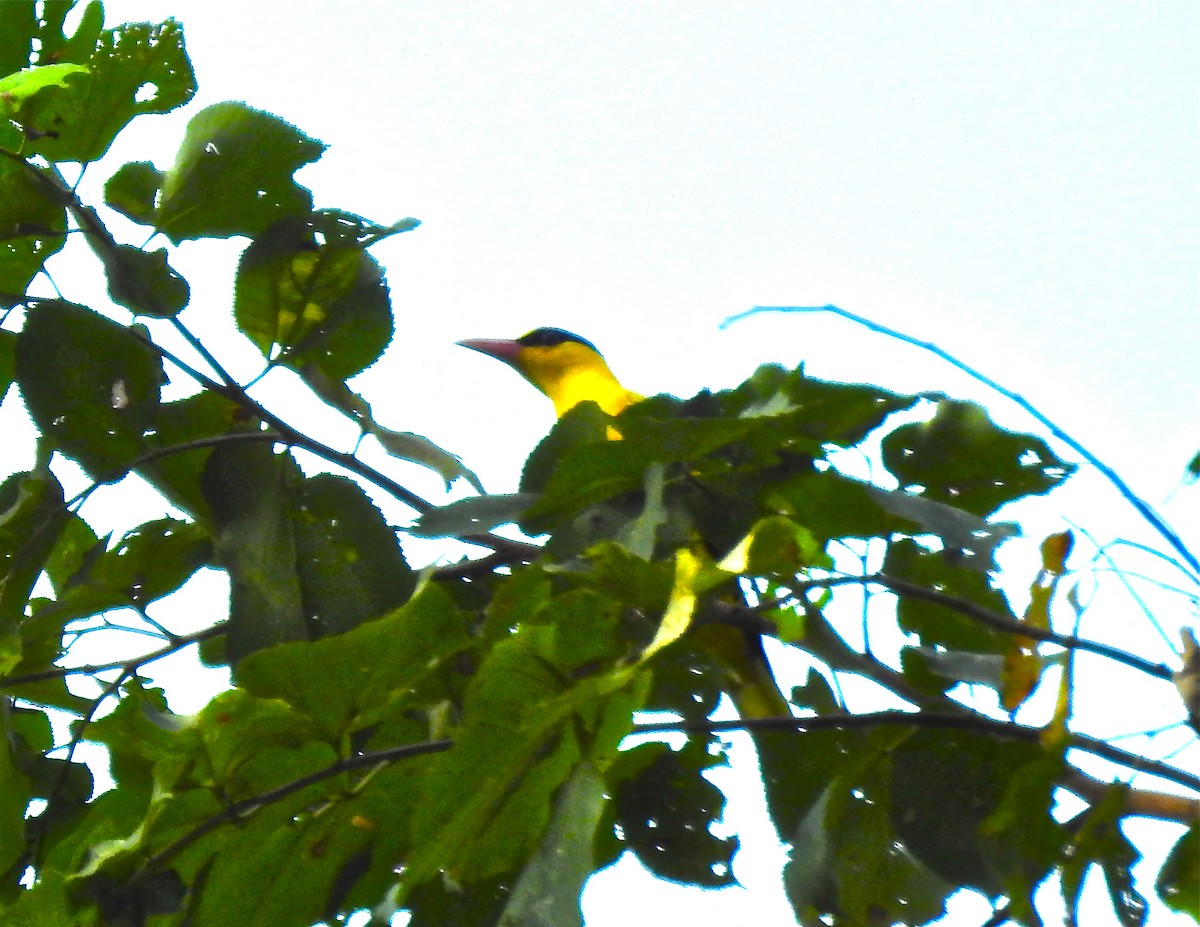 Black-naped Oriole - G Parameswaran