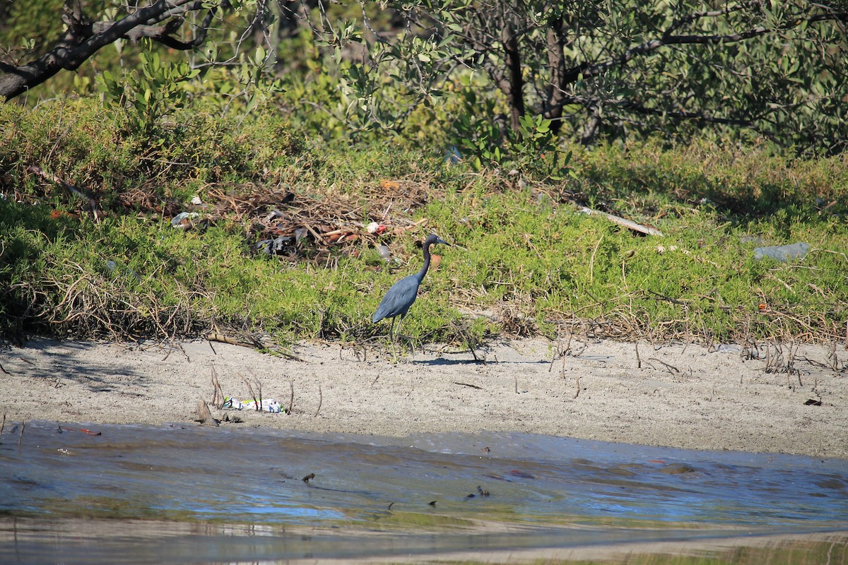 Little Blue Heron - ML434591161