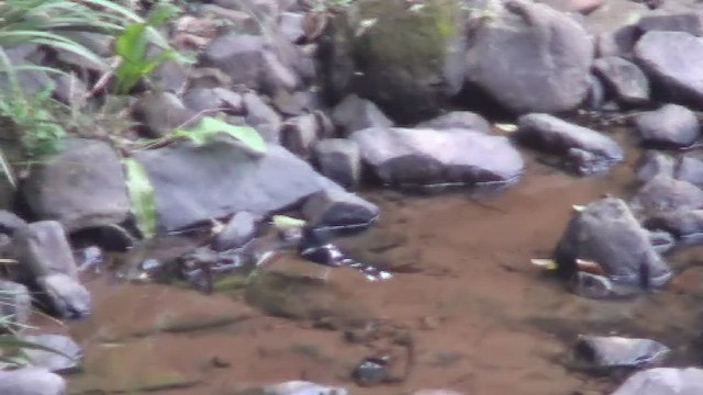 White-crowned Forktail (Northern) - ML434591581