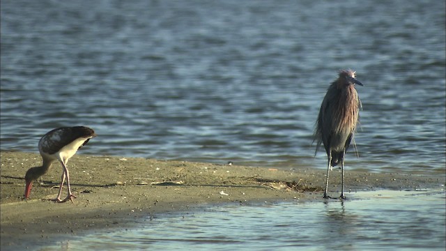 White Ibis - ML434592