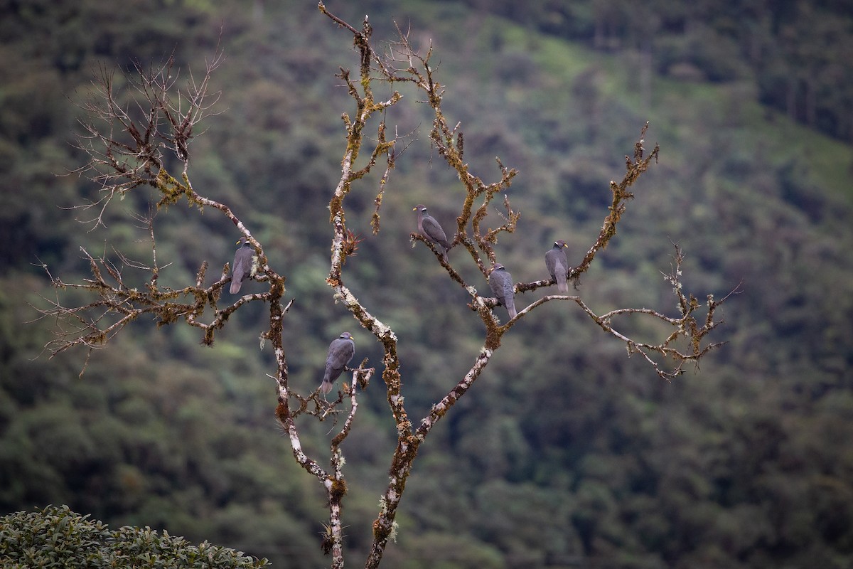 Band-tailed Pigeon (White-necked) - ML434592611