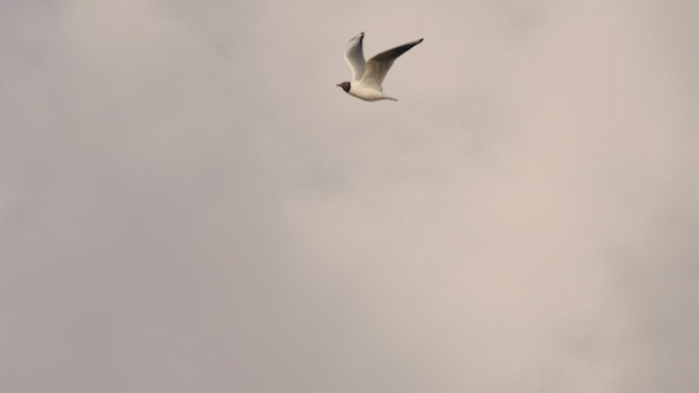 Black-headed Gull - ML434593031