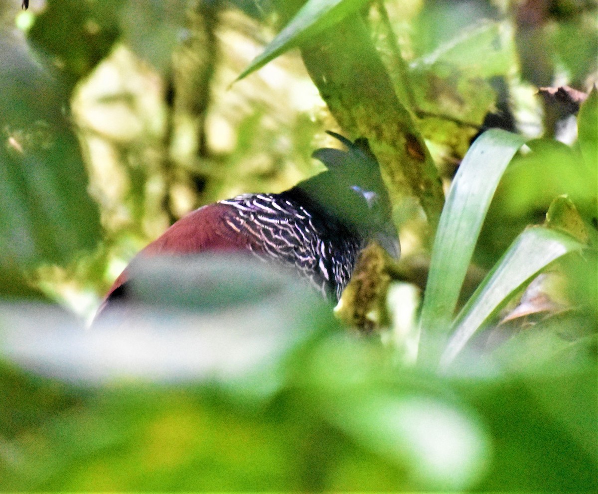 Banded Ground-Cuckoo - ML434594081