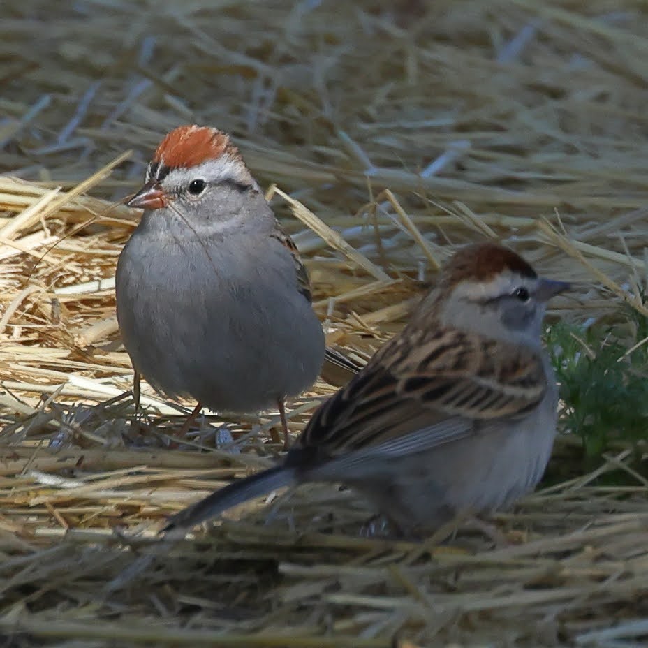 Chipping Sparrow - Keith Leland