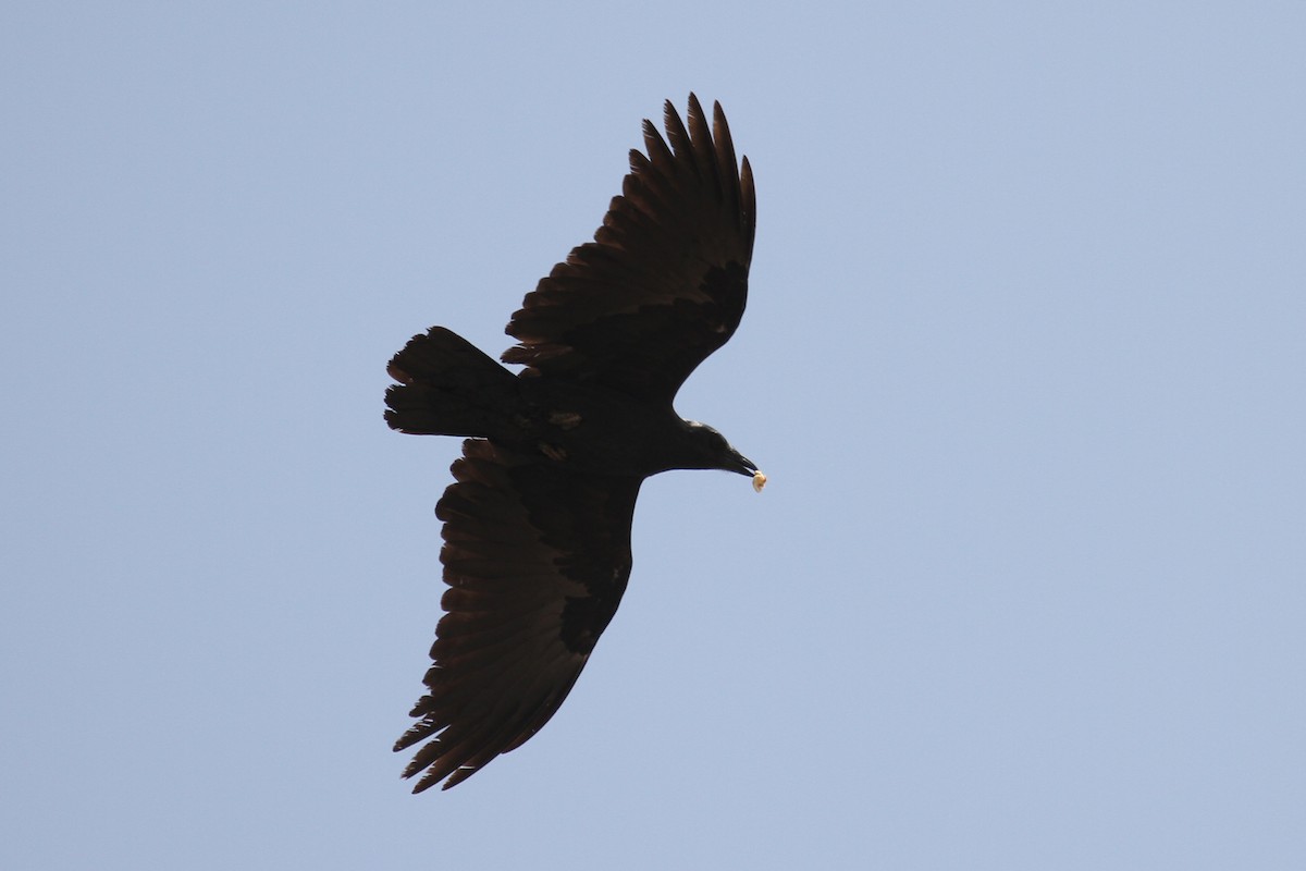Fan-tailed Raven - ML434596091
