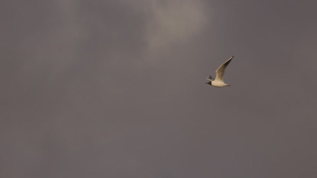 Black-headed Gull - ML434596811