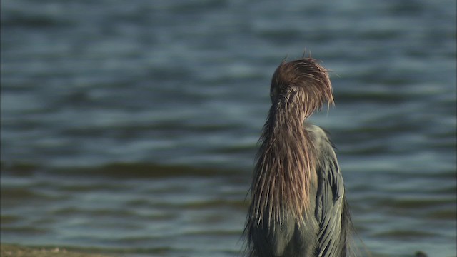 Reddish Egret - ML434597