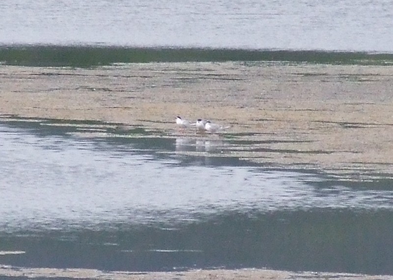 Forster's Tern - ML43459711