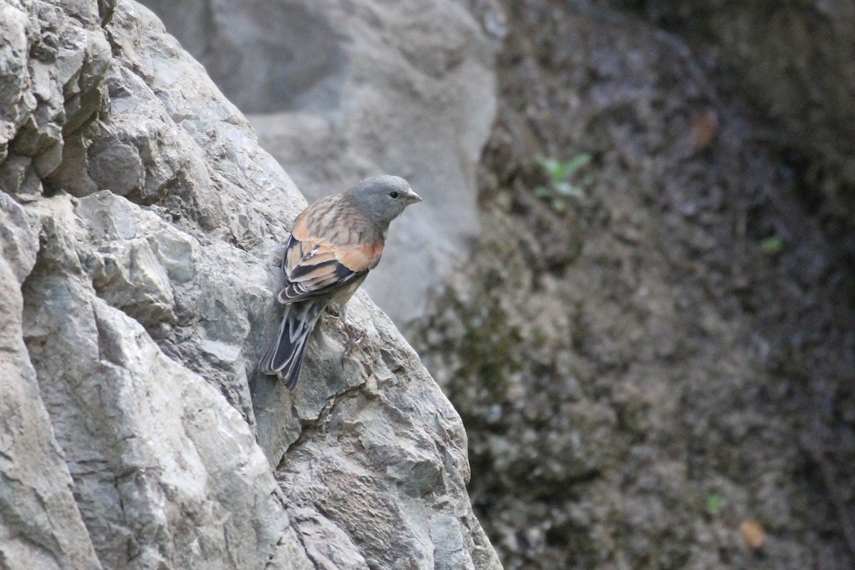 Yemen Linnet - Oscar Campbell