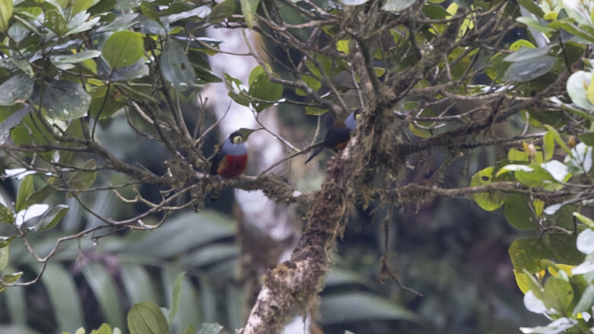 Toucan Barbet - ML434597491