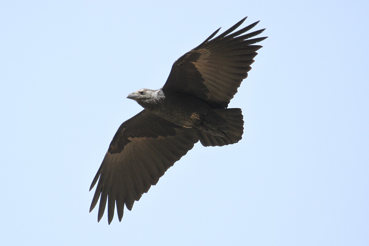 Fan-tailed Raven - ML434597511