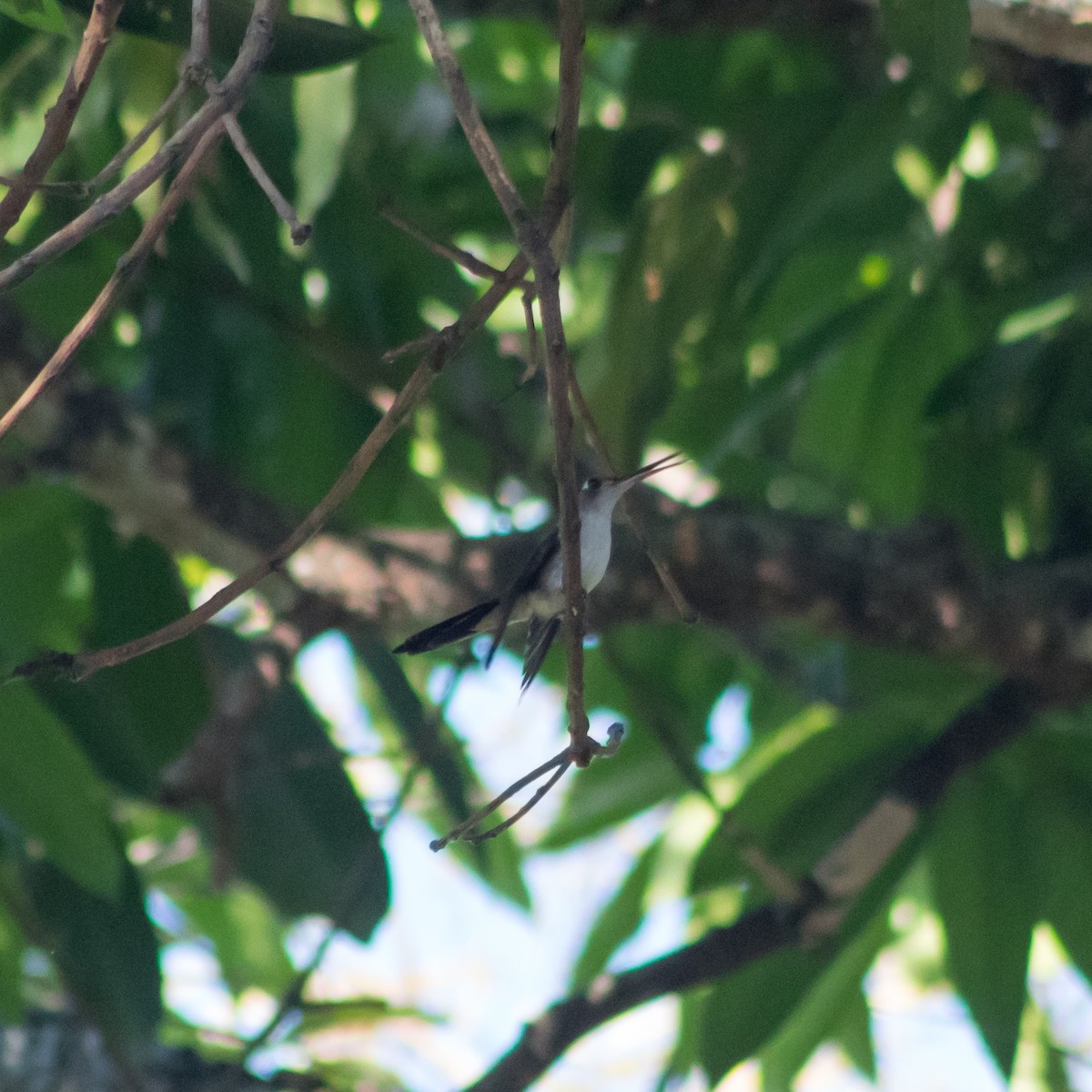 Колібрі-шаблекрил юкатанський (підвид curvipennis) - ML434597651