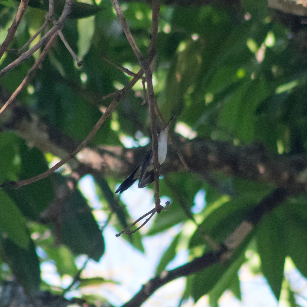 Колібрі-шаблекрил юкатанський (підвид curvipennis) - ML434597691