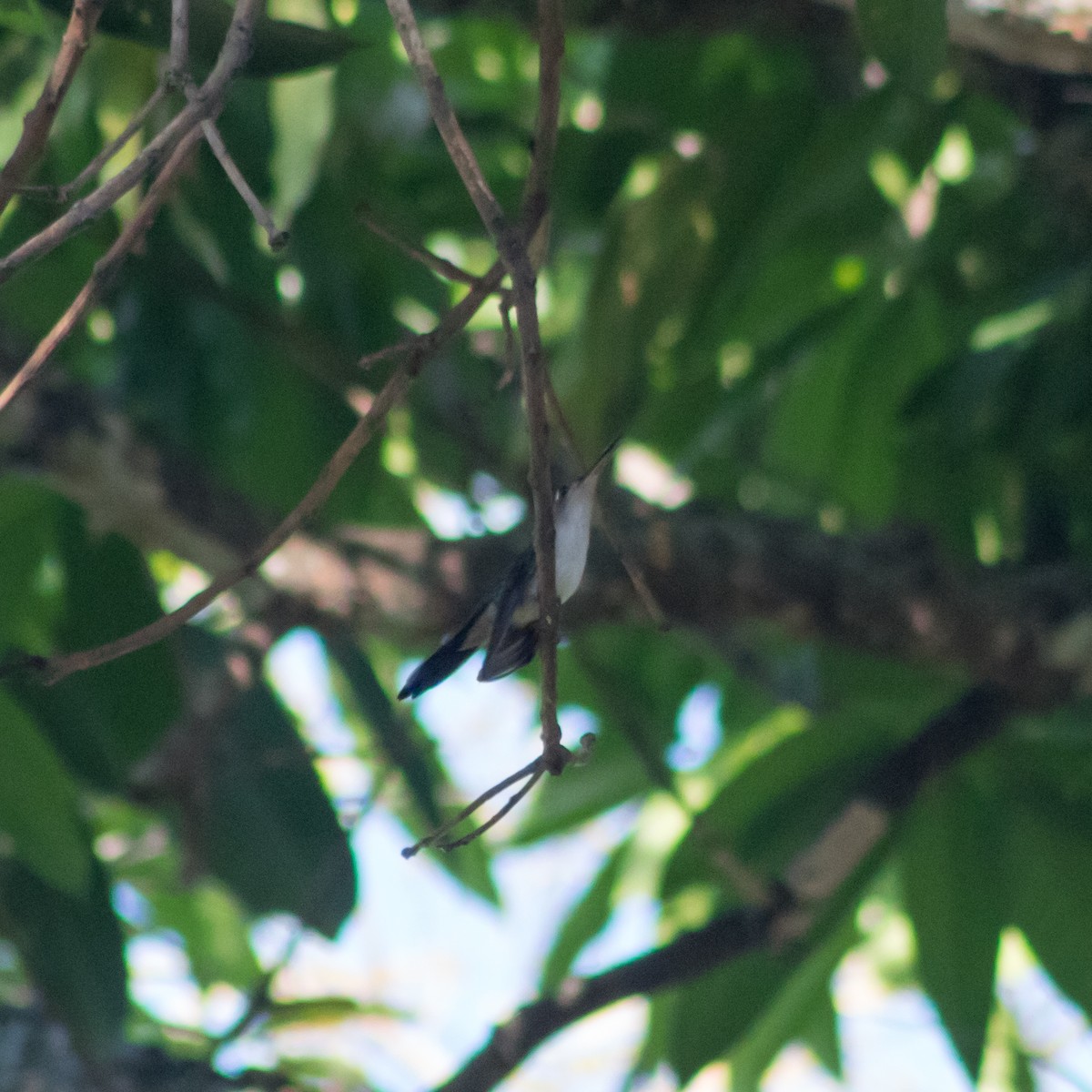 Колібрі-шаблекрил юкатанський (підвид curvipennis) - ML434597701