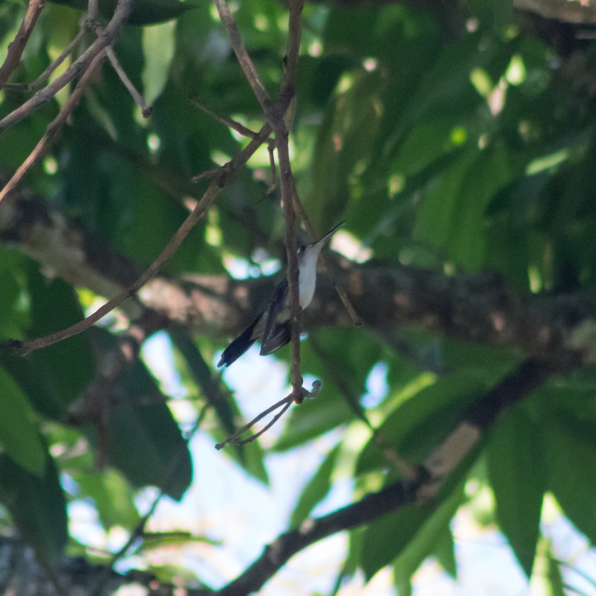 Колібрі-шаблекрил юкатанський (підвид curvipennis) - ML434597711
