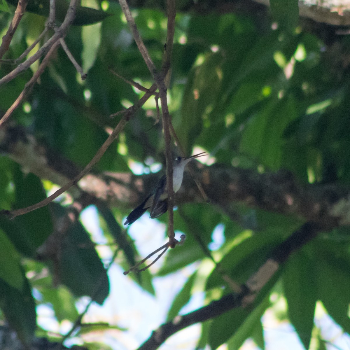 Wedge-tailed Sabrewing (Curve-winged) - ML434597721