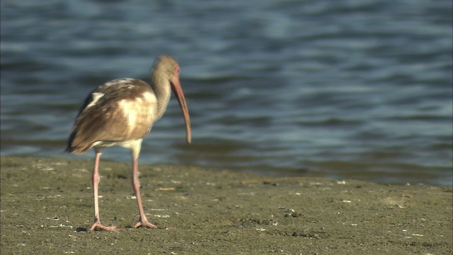 White Ibis - ML434598