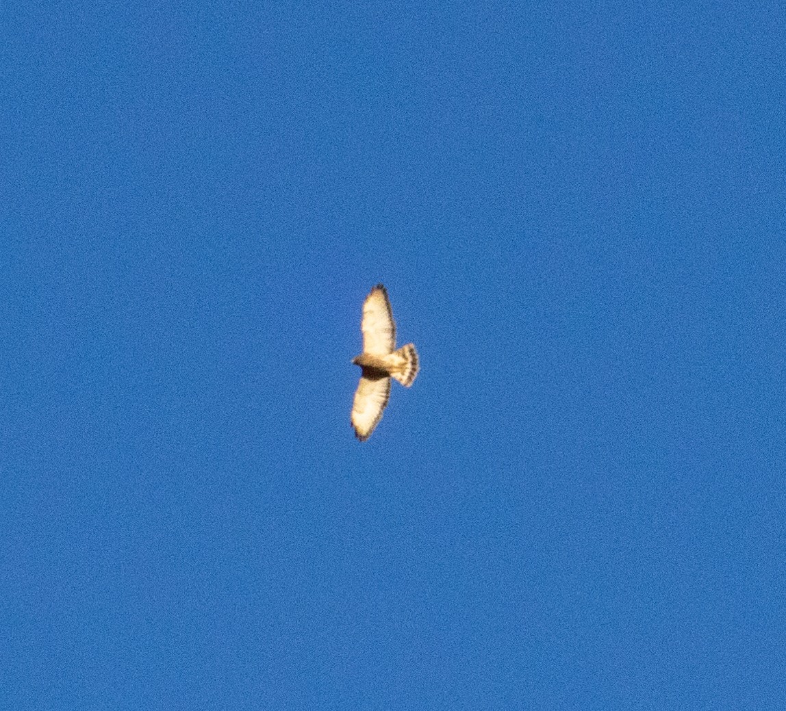 Broad-winged Hawk - ML434598231