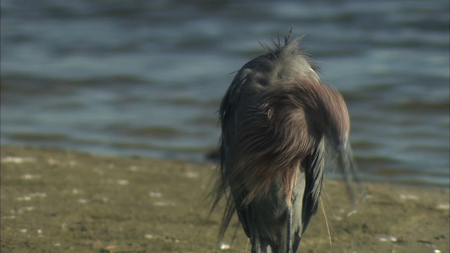 Reddish Egret - ML434599