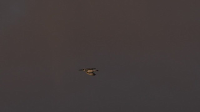 Pied Kingfisher - ML434600171