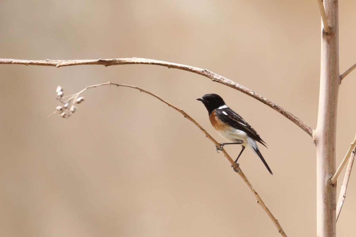 Saxicola sp. - Oscar Campbell