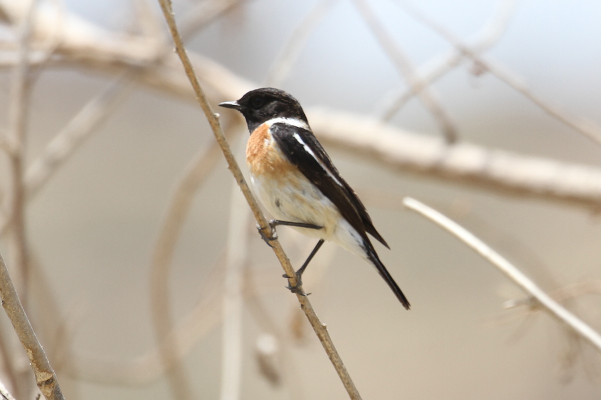 afrikasvartstrupe - ML434600691