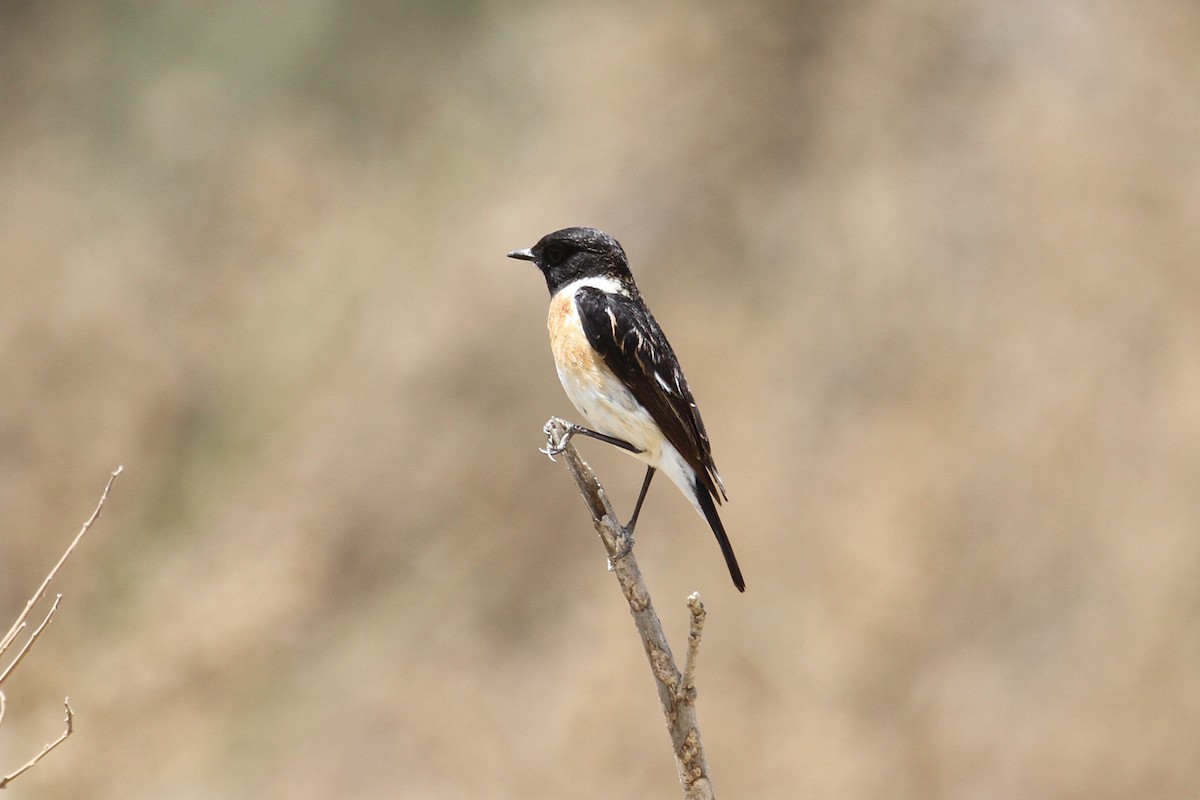 afrikasvartstrupe - ML434600701