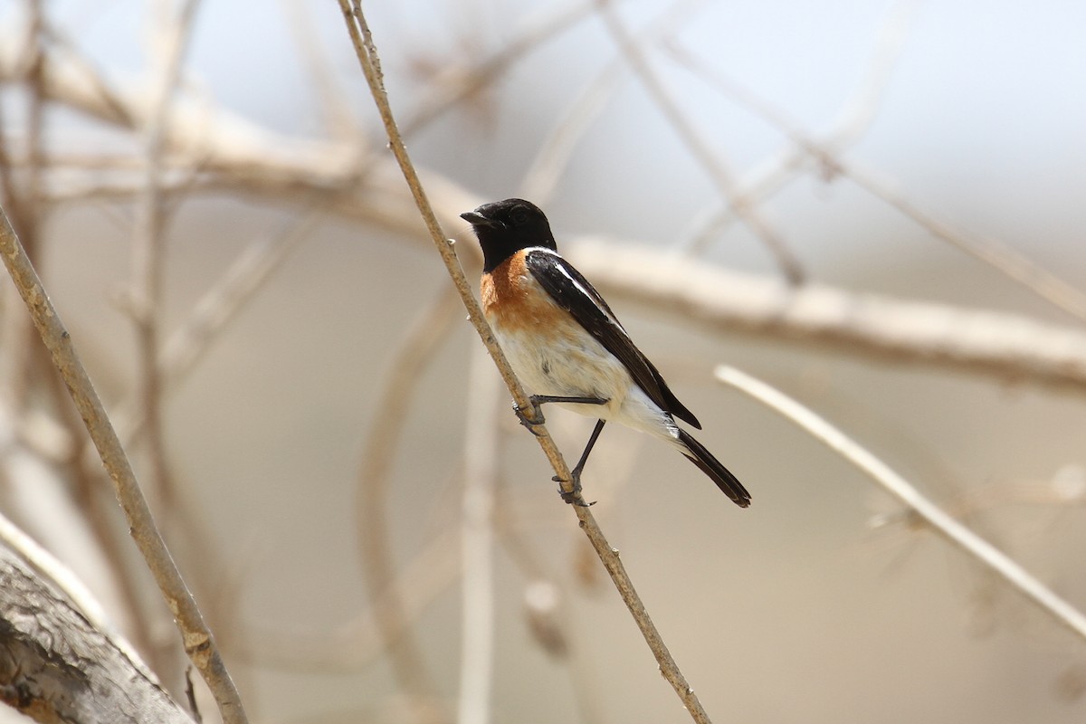 afrikasvartstrupe - ML434600731