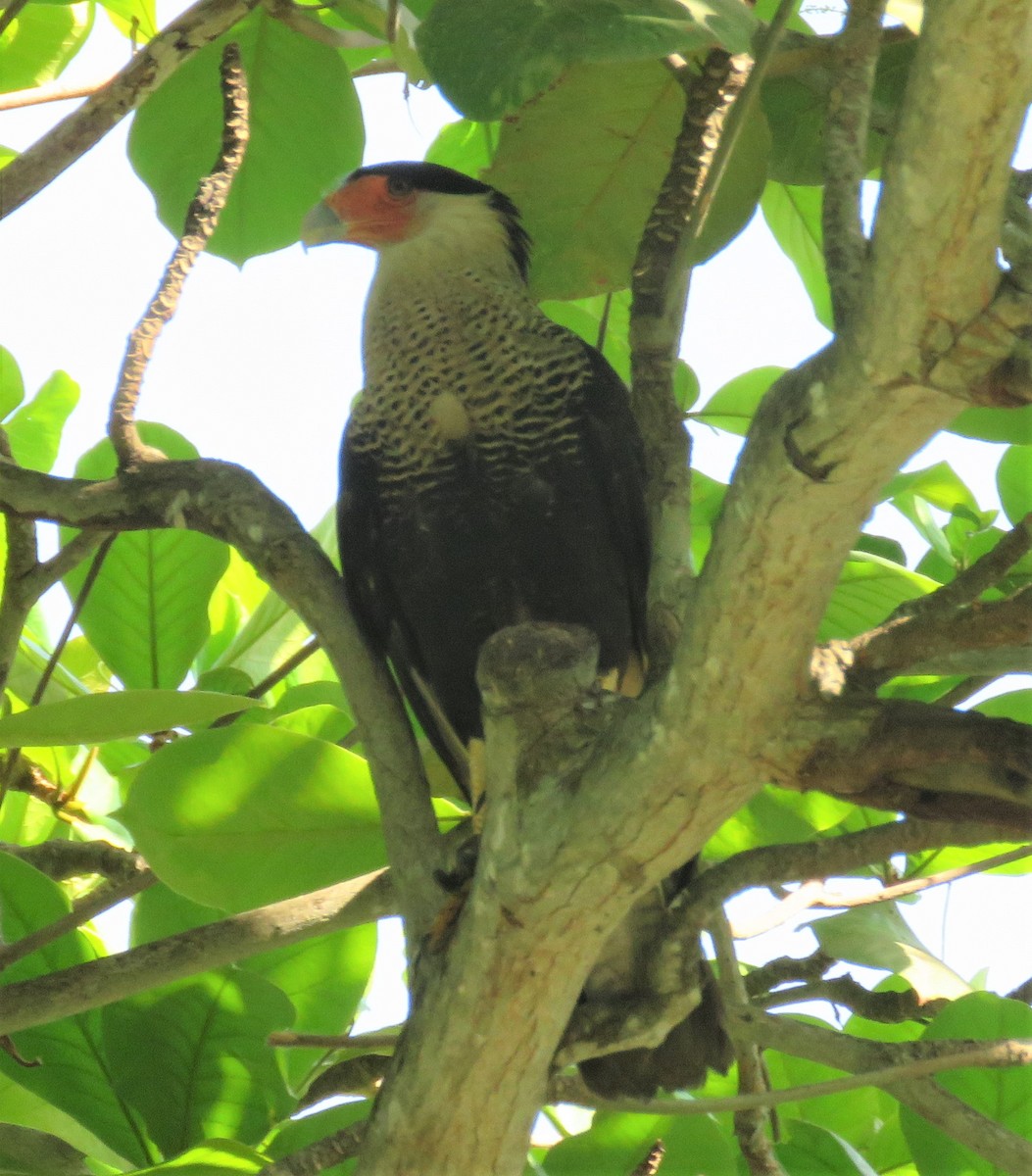 Caracara huppé - ML434601171