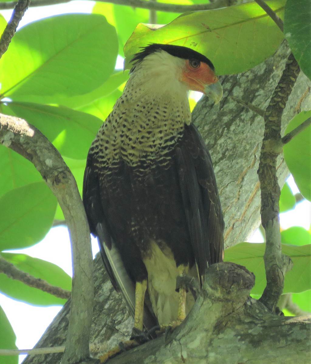 Caracara huppé - ML434601181