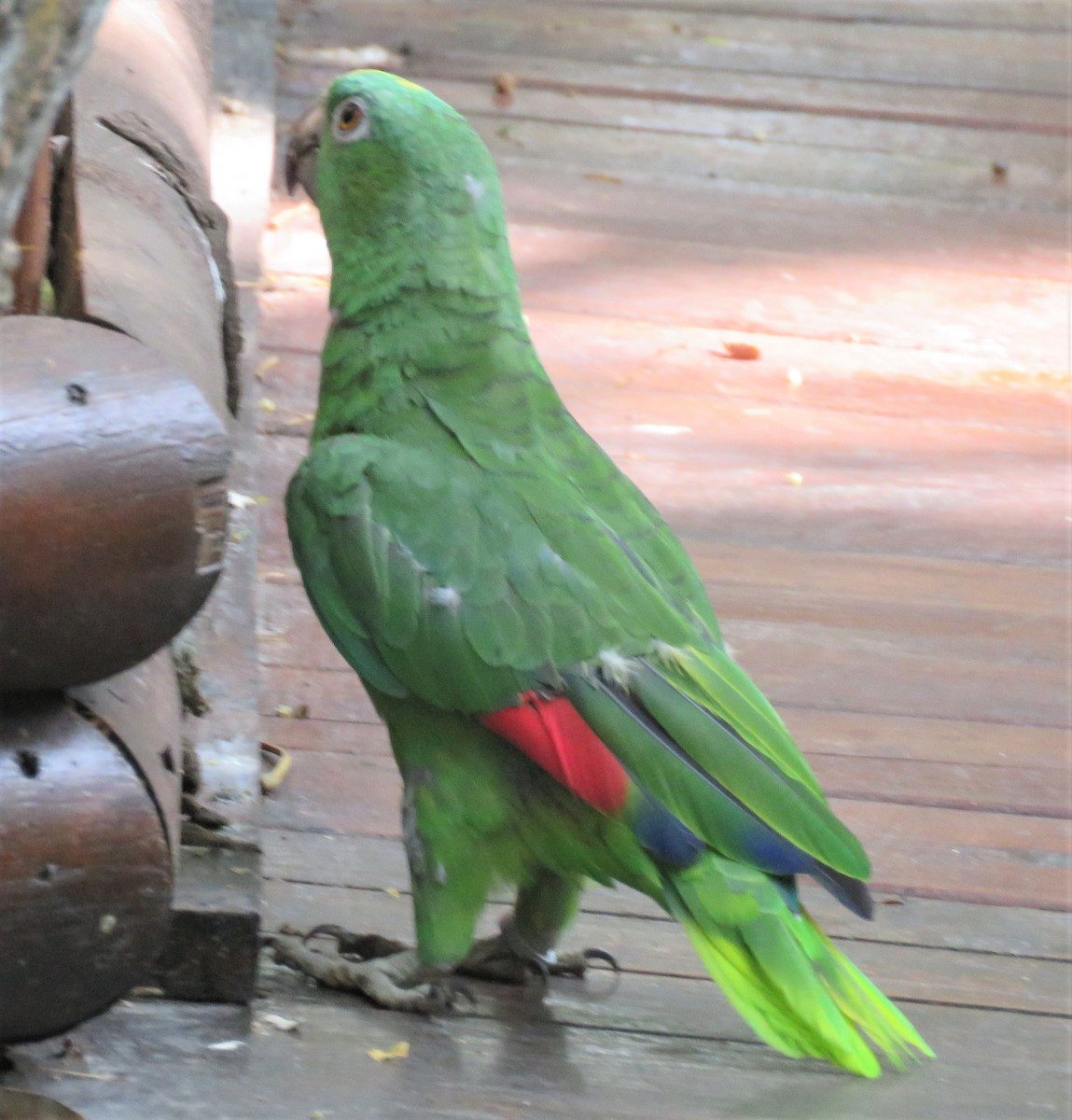 Yellow-crowned Parrot - ML434601281