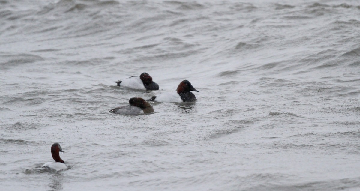 Canvasback - ML43460191