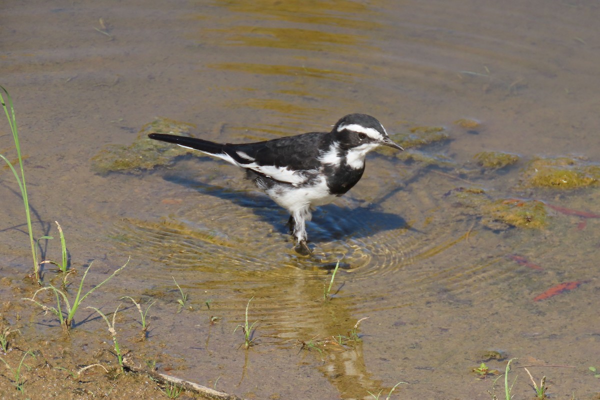 African Pied Wagtail - ML434602071