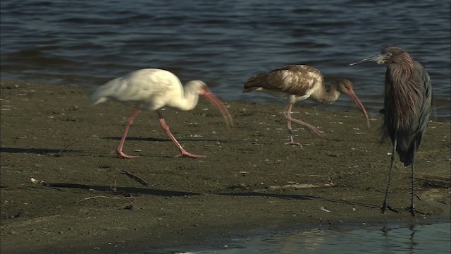 White Ibis - ML434603