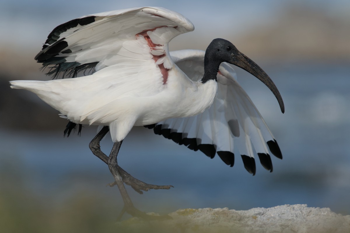 African Sacred Ibis - Mike Marin