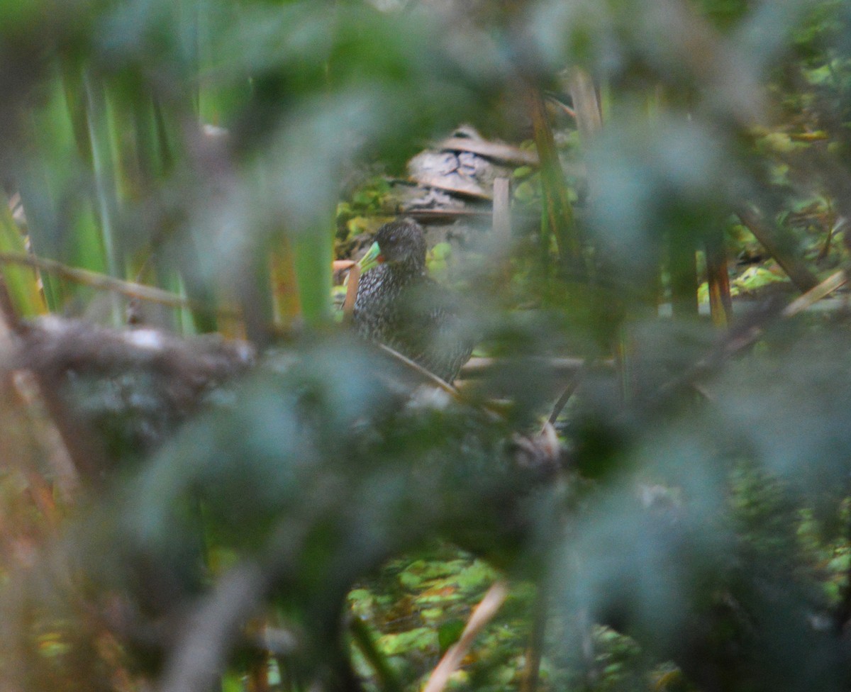 Spotted Rail - ML434606191