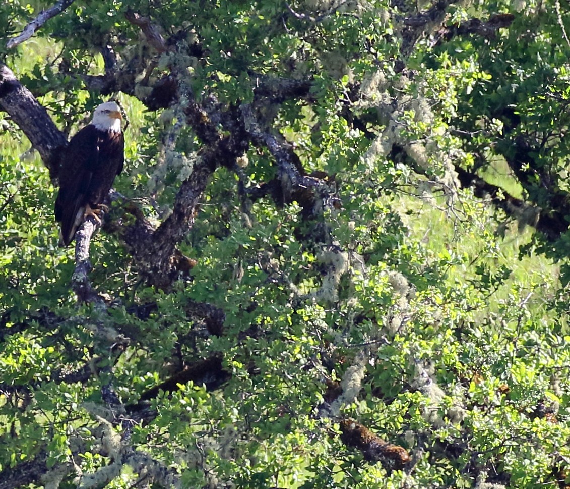 Weißkopf-Seeadler - ML434607621