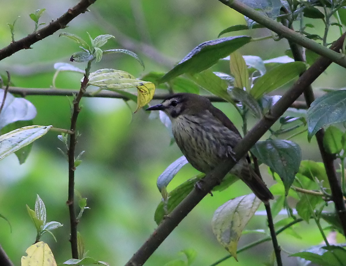 Negros Striped-Babbler - ML434608471