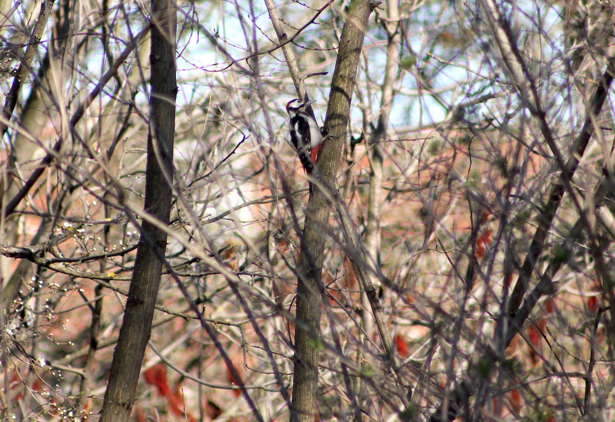 Great Spotted Woodpecker - ML434608551