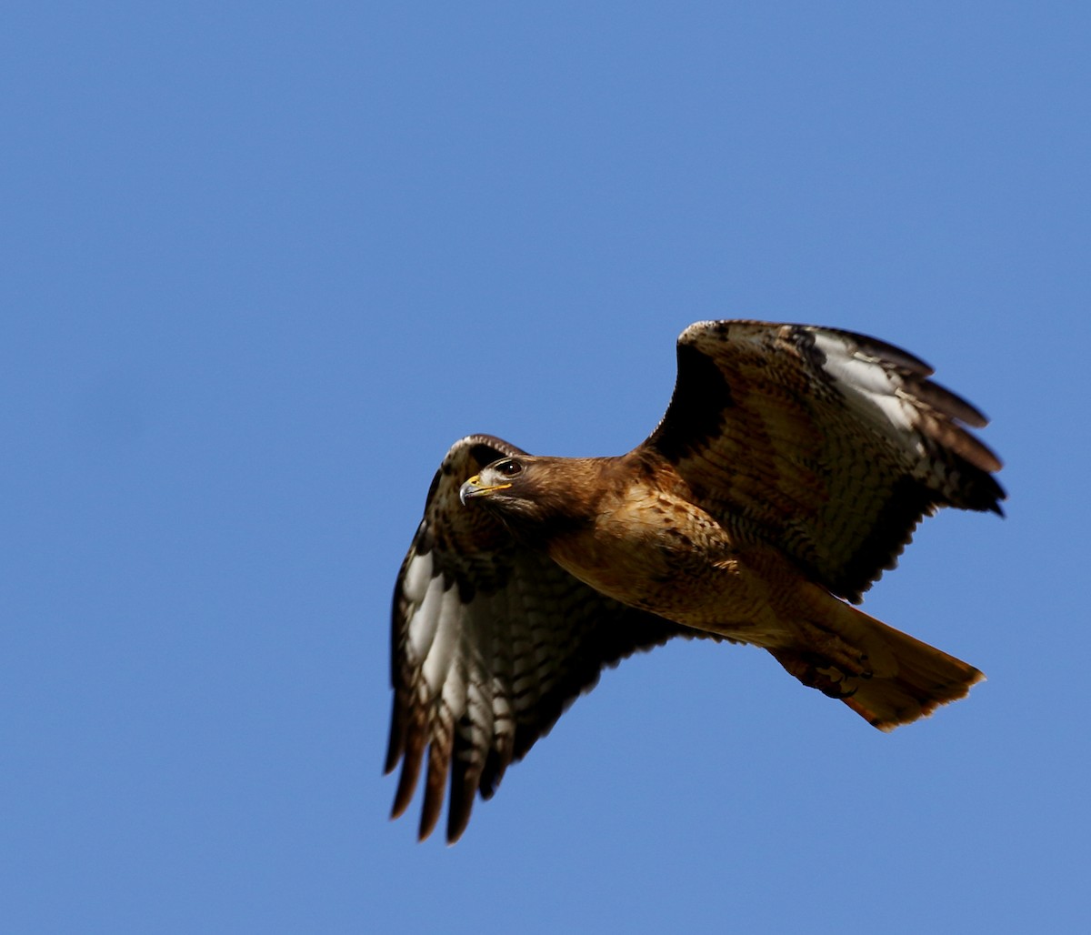 Red-tailed Hawk - ML434608721