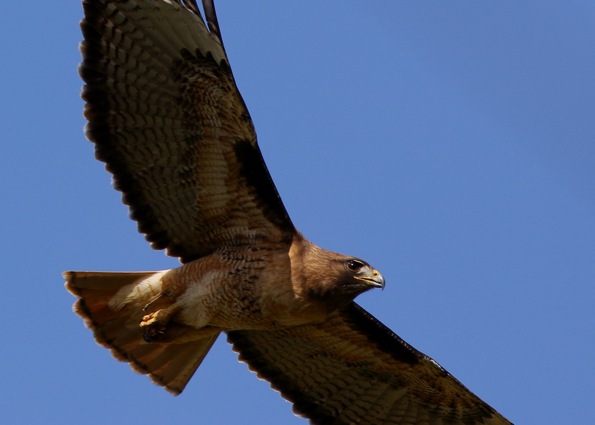 Red-tailed Hawk - ML434608741