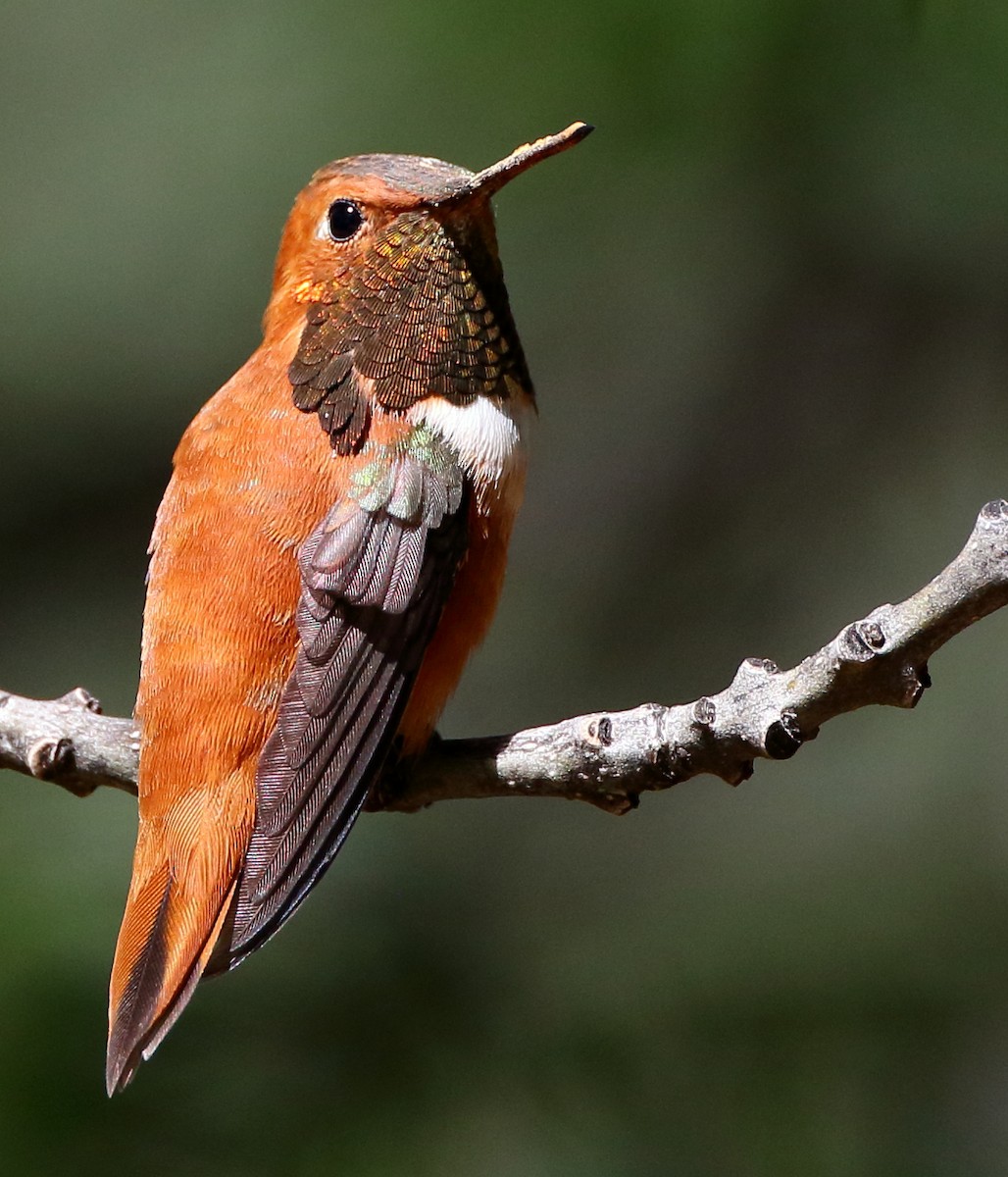 Rufous Hummingbird - ML434608971