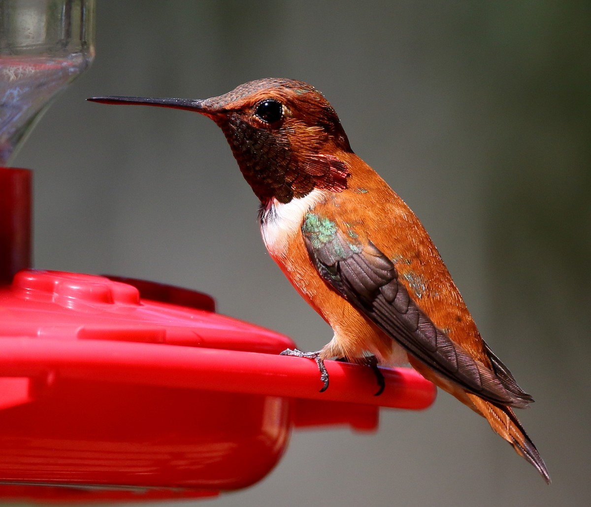 Rufous Hummingbird - ML434609101