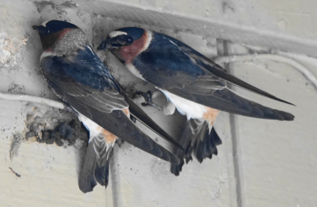 Cliff Swallow - ML434609651