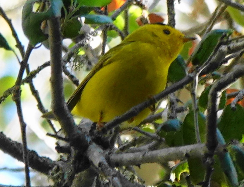 Wilson's Warbler - ML434609791
