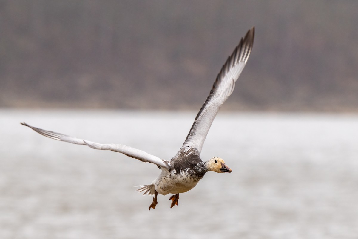 Snow Goose - ML434610901